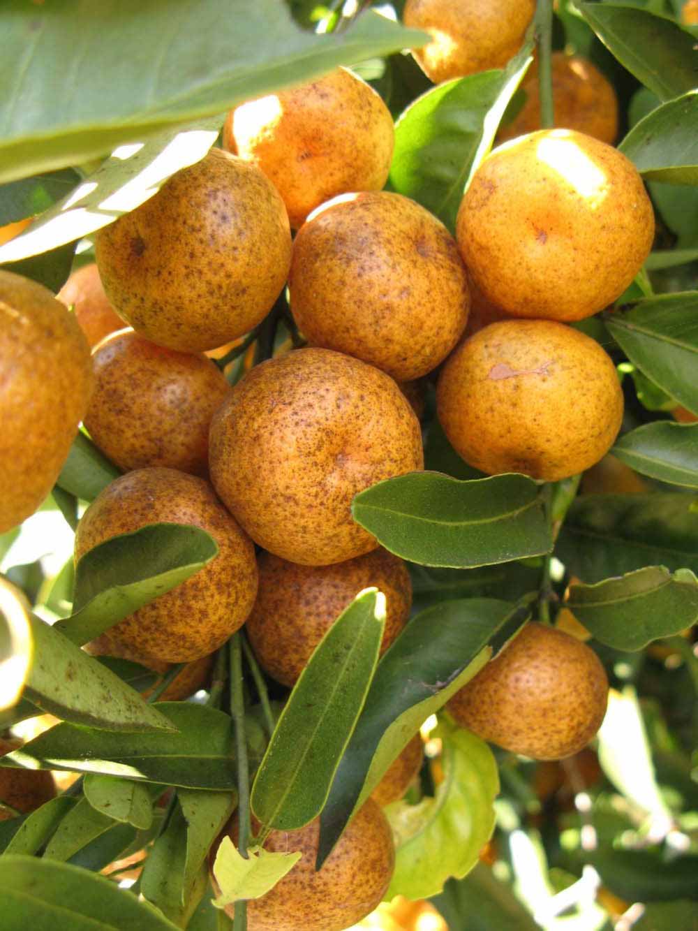            Fruit (Winter Haven, FL)   